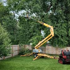 Tree and Shrub Care